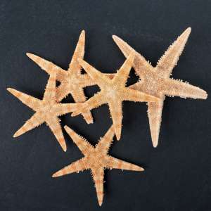 Звезды морские (набор 5шт) 3-5см Пижон для рыб