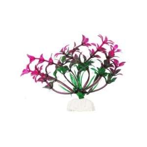 Растение аквариумное Гемиантус фиолетово-зеленый 10см Уют