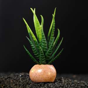 Растение аквариумное искусственное на камне 6*6*12см Пижон